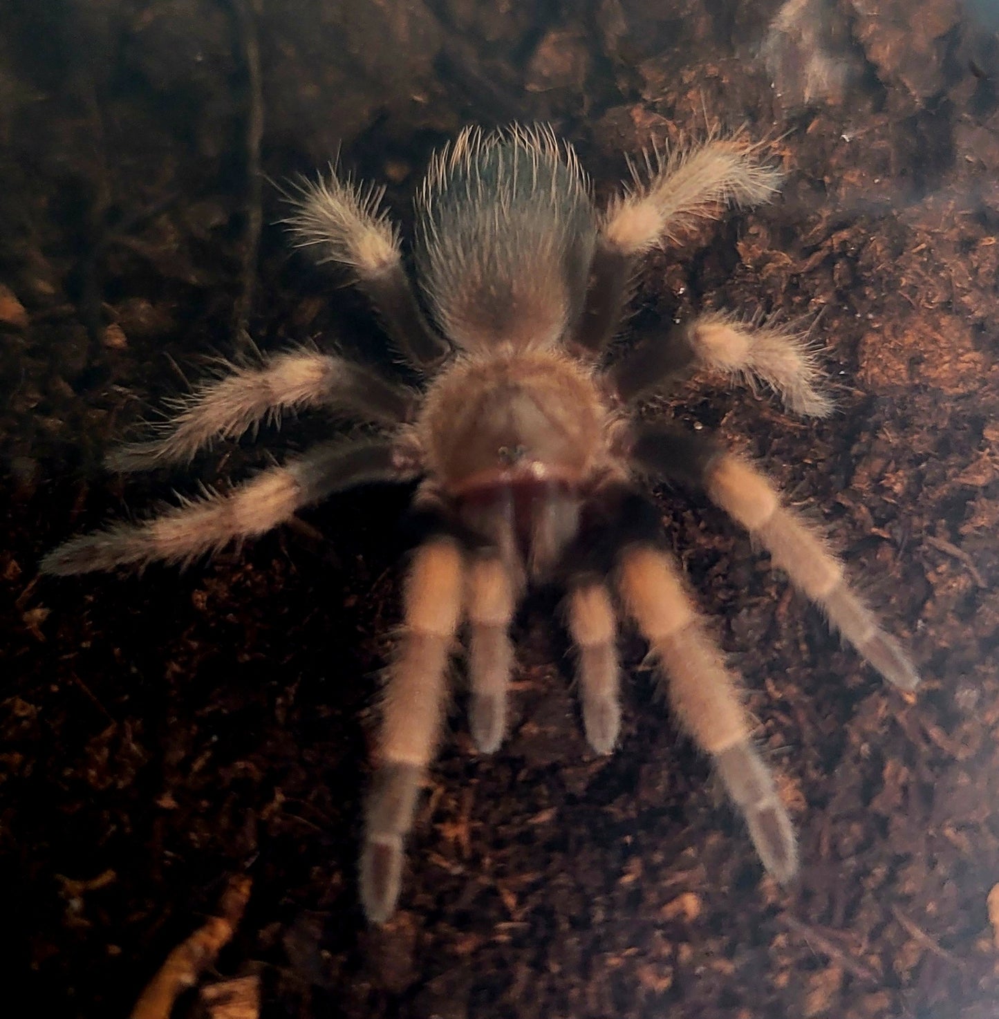 Brachypelma hamorii | Mexican Red Knee