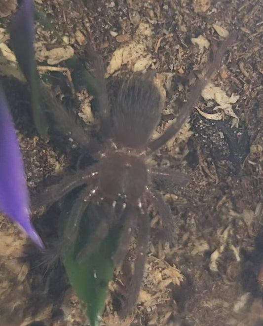 Lasiocyaneo sazimai | Brazilian blue tarantula