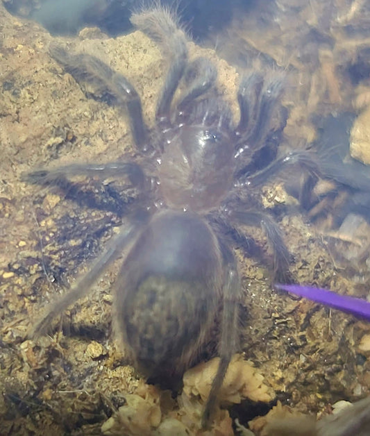 Tliltocatl schroederi | Mexican black velvet tarantula