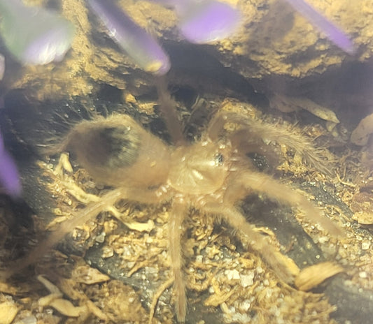 Nhandu tripepii | Brazilian giant blonde tarantula