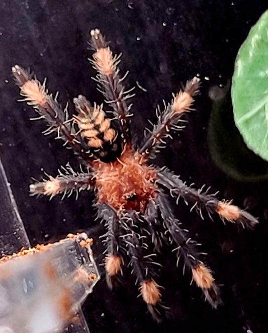 Psalmopoeus irminia | Venezuelan sun tiger tarantula