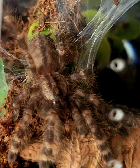 Poecilotheria regalis | Indian Ornamental tarantula