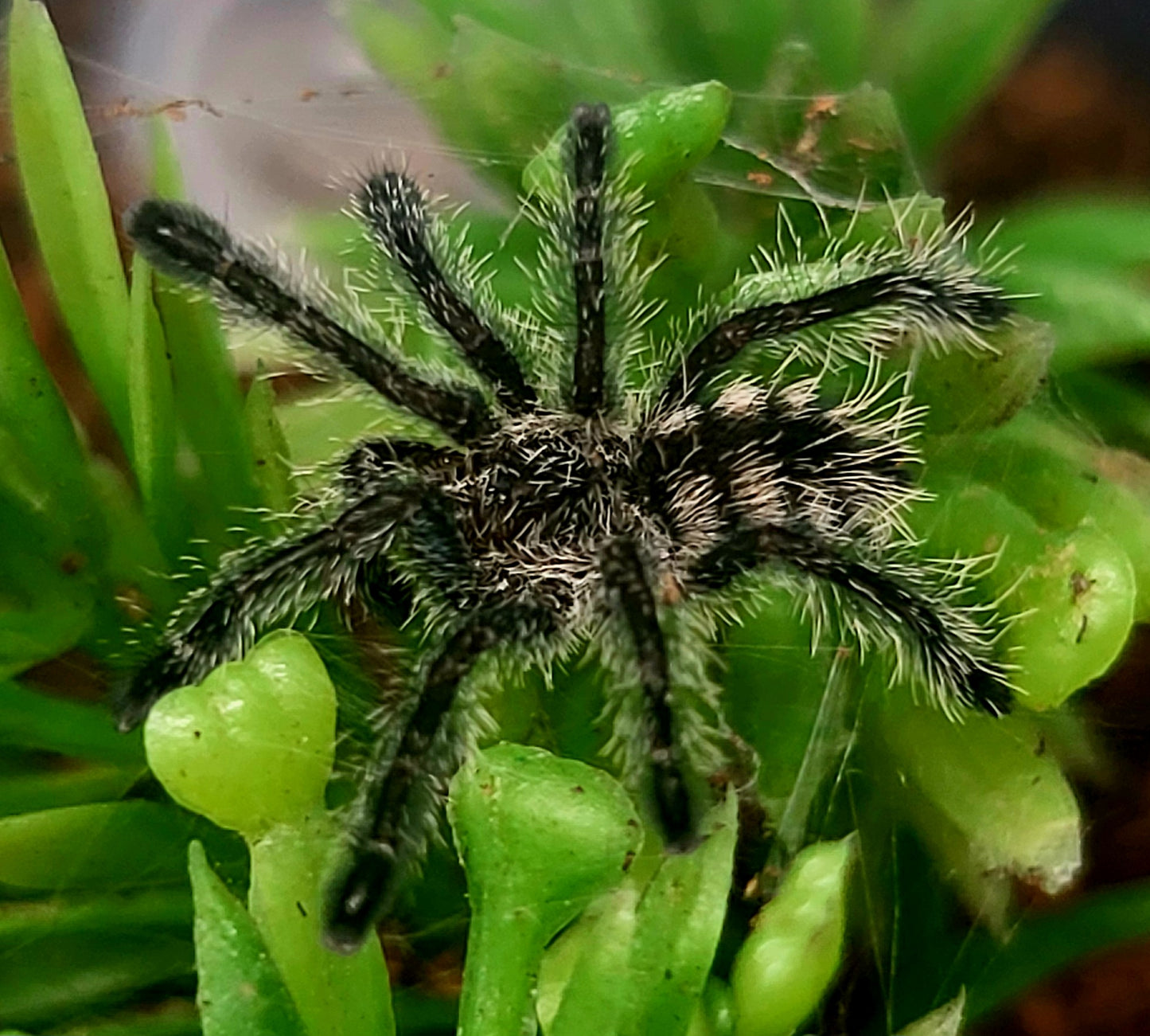 Avicularia purpurea | Purple Pink Toe