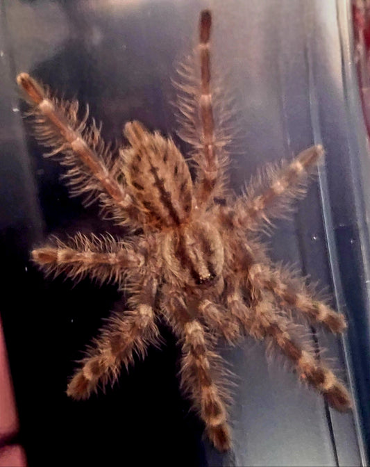 Poecilotheria tigrinawesseli | Wessel's Tiger Ornamental