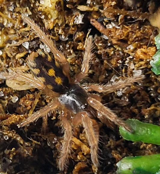 Hapalopus sp Colombia Lg | Pumpkin patch tarantula