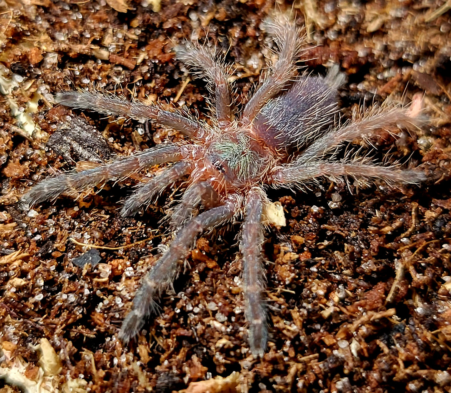 Dolichothele diamantinensis | Brazilian blue dwarf beauty
