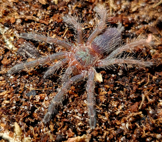 Dolichothele diamantinensis | Brazilian blue dwarf beauty