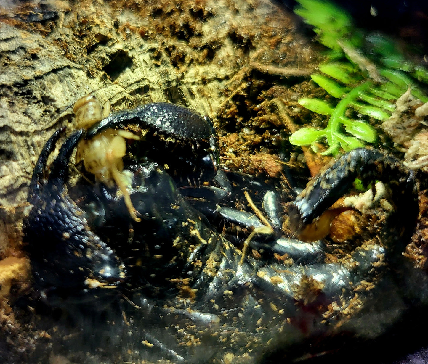 Pandinus imperator | Emperor scorpion