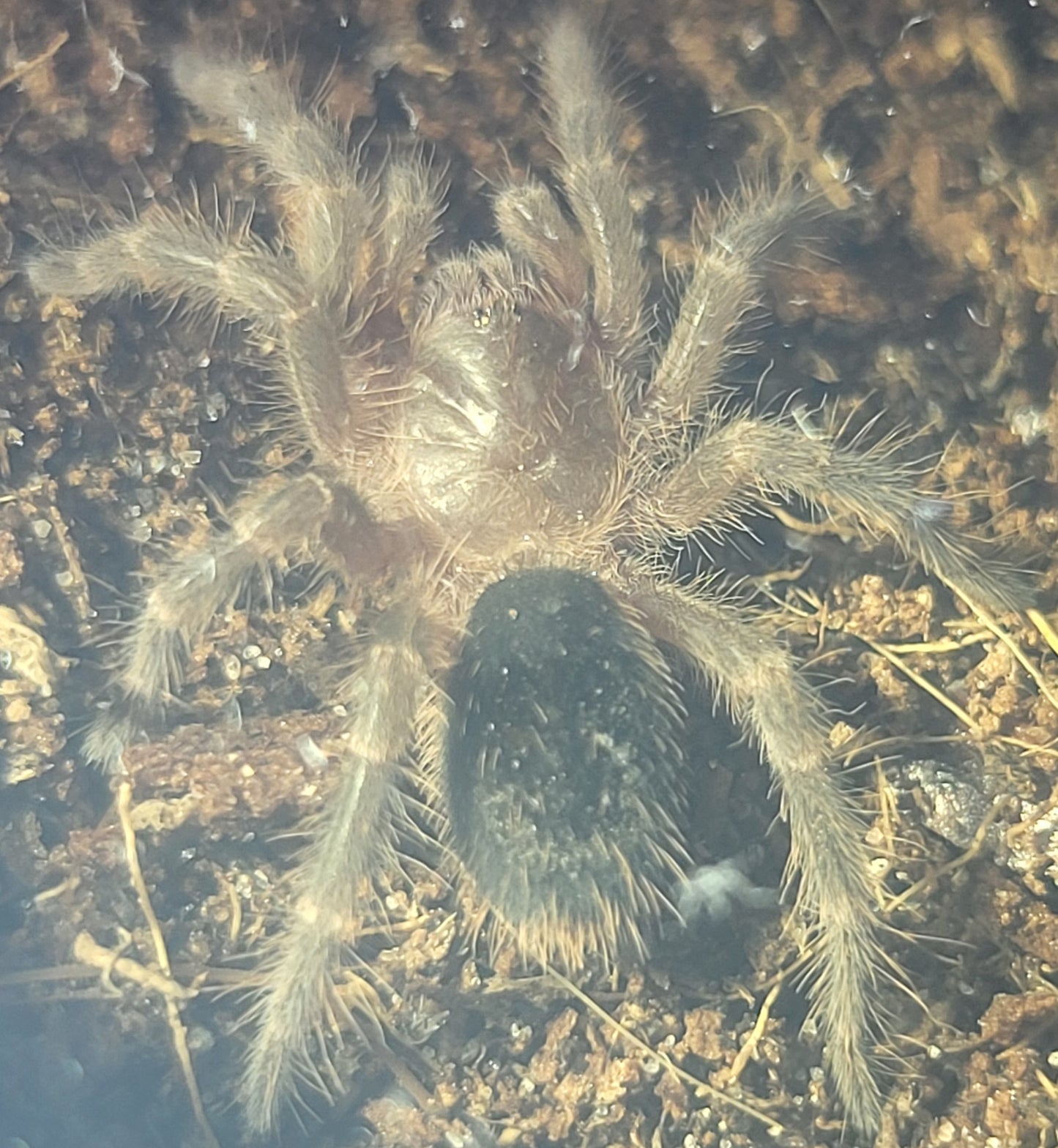 Grammostola pulchripes | Chaco golden knee
