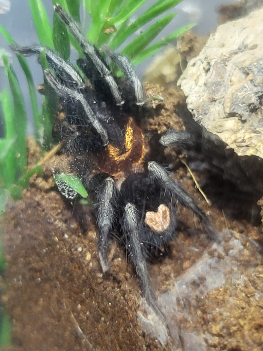 Cyriocosmus elegans | Trinidad dwarf tarantula