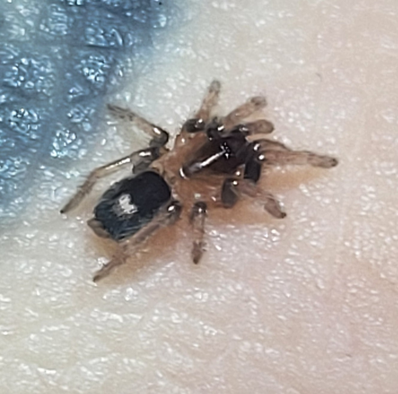 Cyriocosmus elegans | Trinidad Dwarf