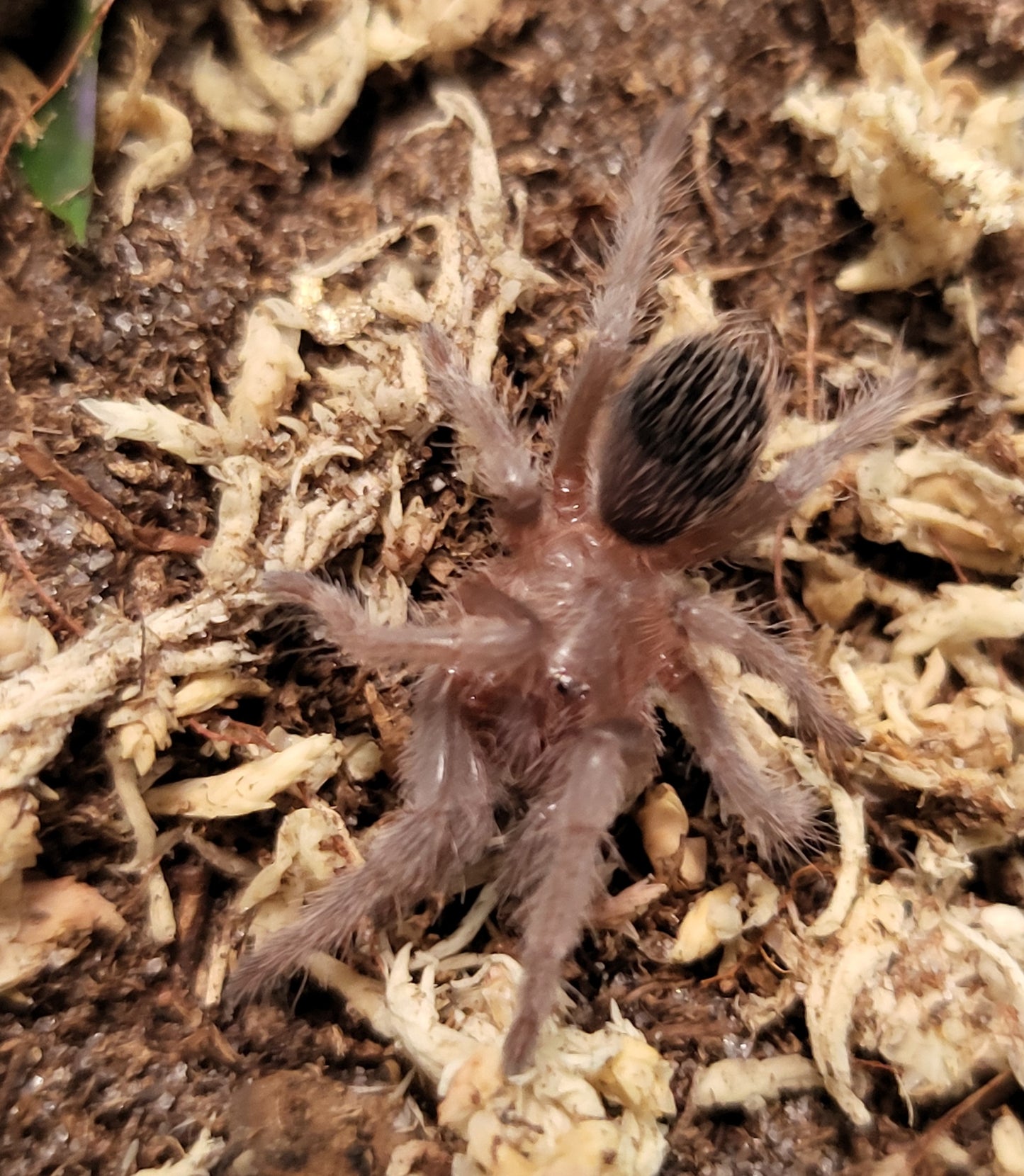 Tliltocatl verdezi | Mexican rose grey