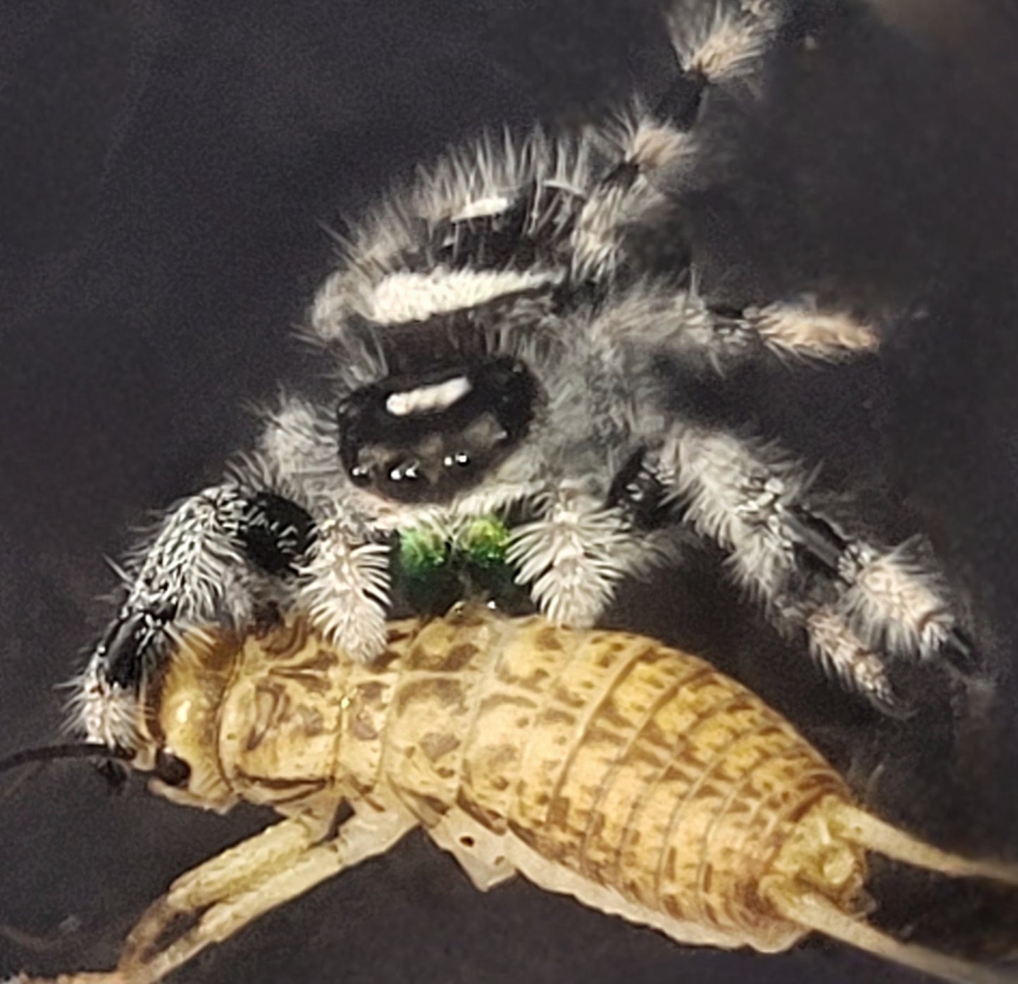 Phidippus regius | Regal Jumping Spider (captive bred)