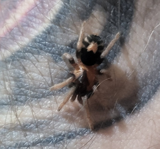 Cyriocosmus elegans | Trinidad dwarf tarantula