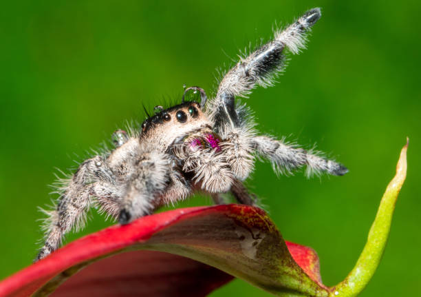Phidippus regius | Regal Jumping Spider (captive bred)