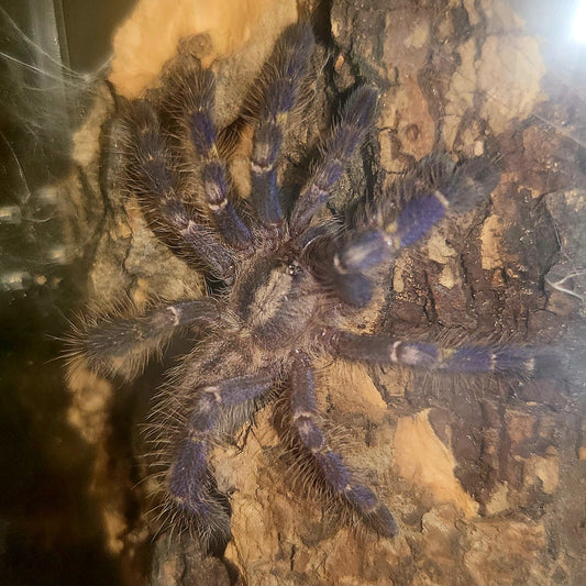 Poecilotheria metallica | Gooty Sapphire Ornamental tarantula