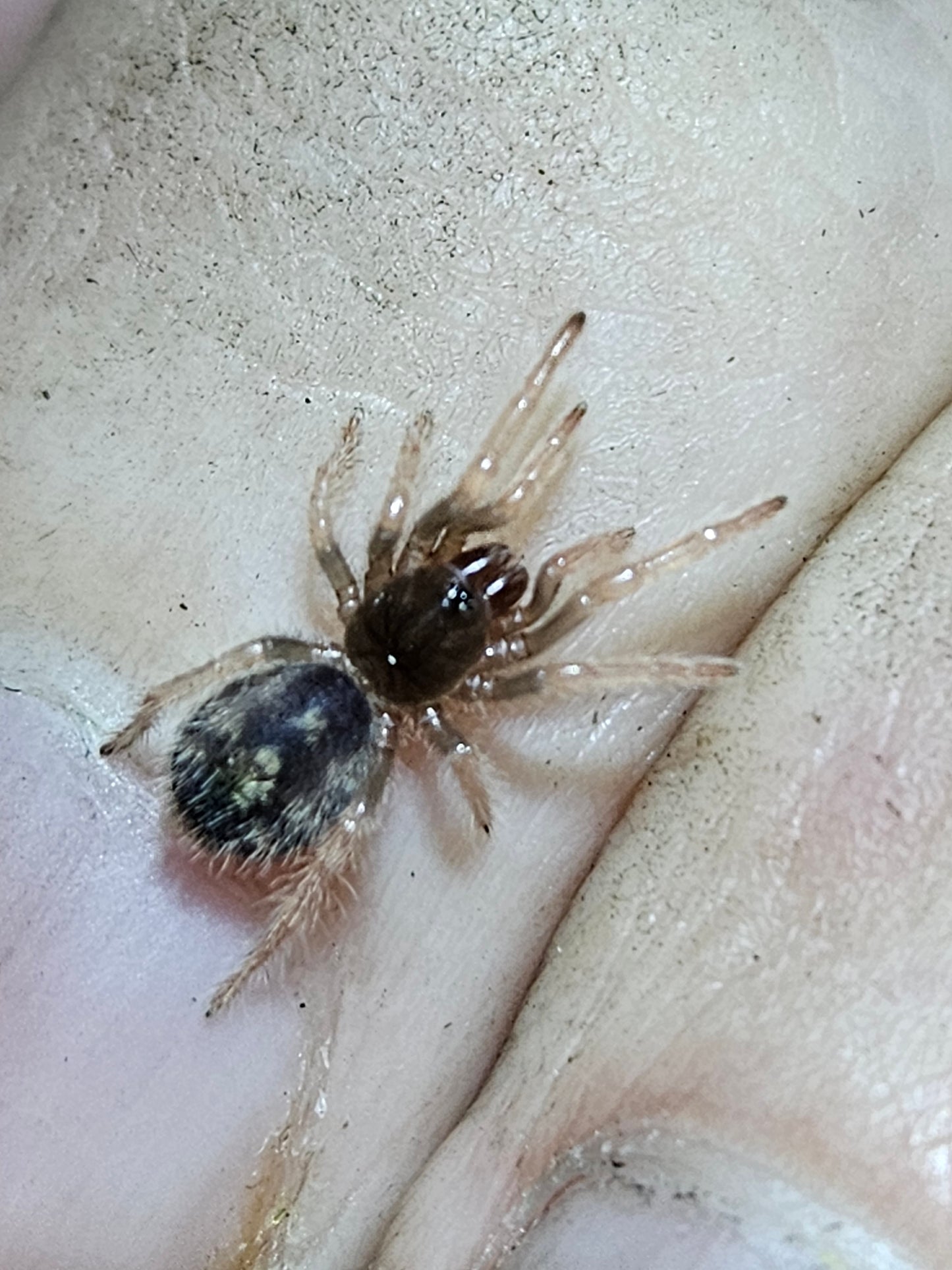 Hapalopus vangoghi | Speckle patch tarantula