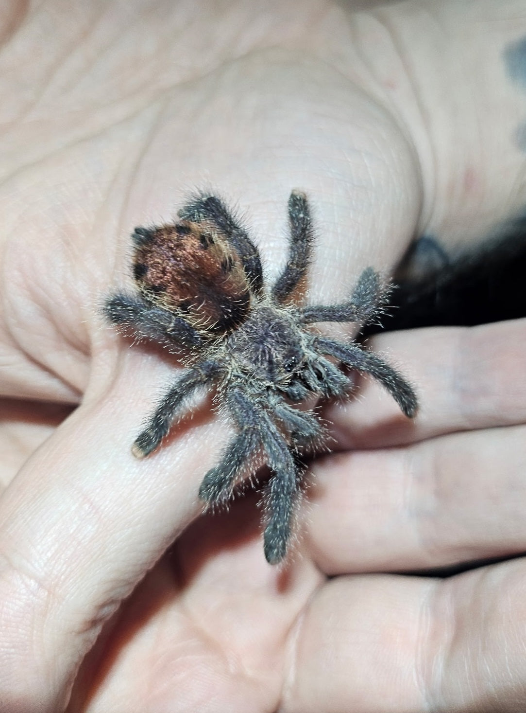 Avicularia juruensis M2 | Peru purple pink toe tarantula