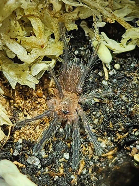 Dolichothele rufoniger | Purple dwarf beauty tarantula