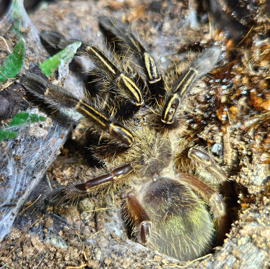 Ephebopus murinus | Skeleton leg tarantula