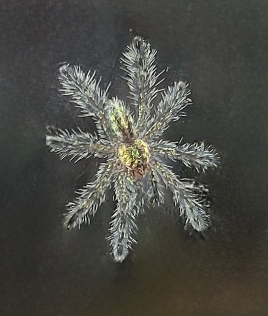 Ybyrapora diversipes | Amazon sapphire