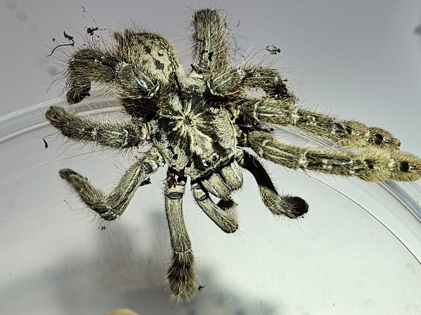 Heteroscodra maculata | Togo starburst baboon tarantula