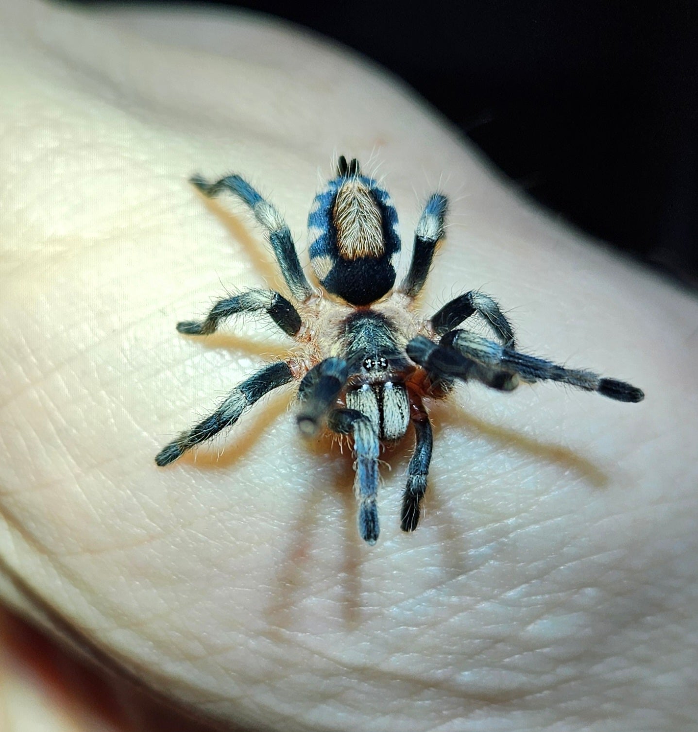 Cyriocosmus ritae | Peruvian black and white dwarf Tarantula | Produced in house!