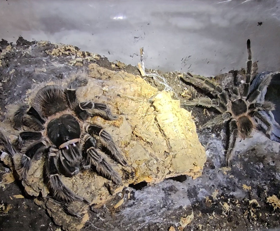 Lasiodora parahybana | Brazilian salmon pink birdeater tarantula Produced in house