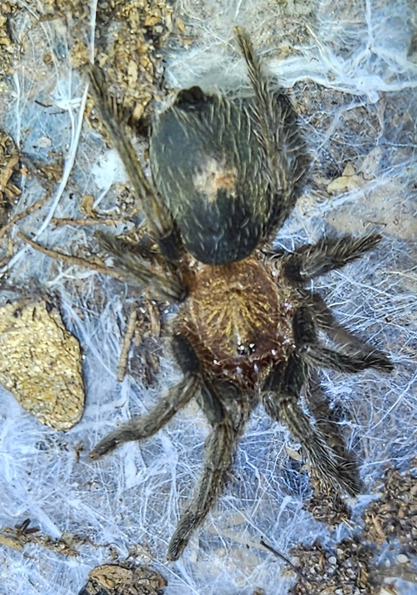 Cyriocosmus sp. Pinturas