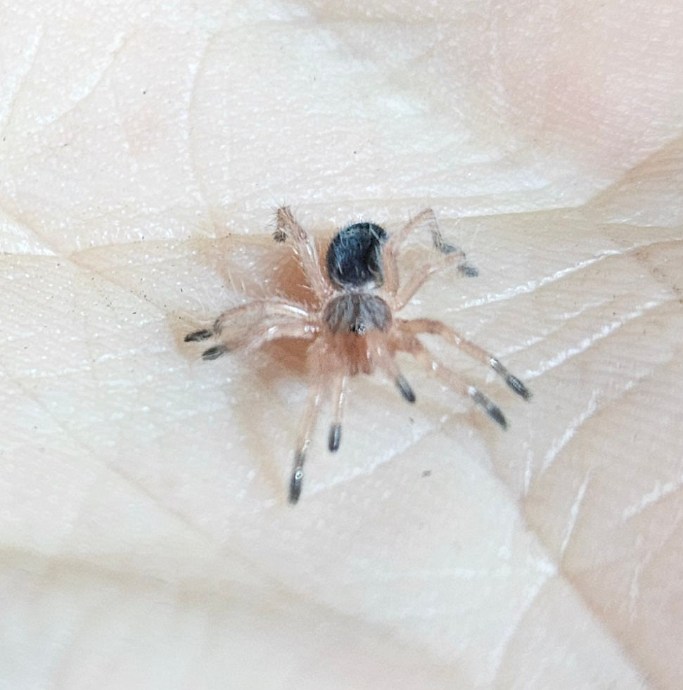 Euathlus sp. Tigre Esmeralda