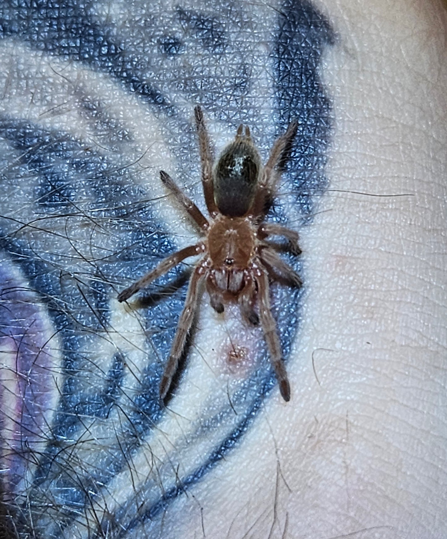 Euathlus Truculentus Blue | Chilean Blue Femur Tarantula