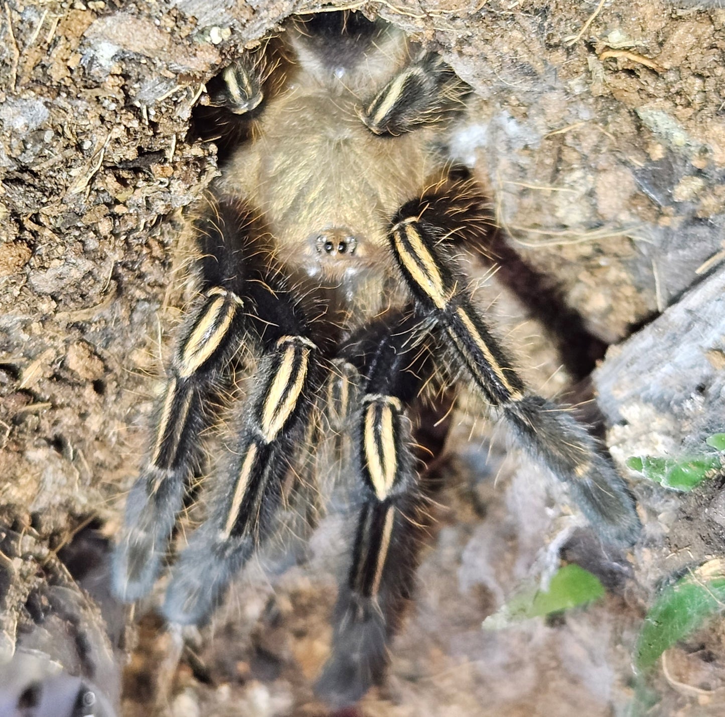 Ephebopus murinus | Skeleton leg tarantula