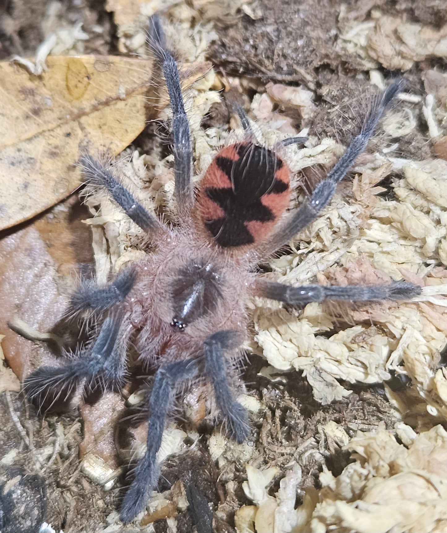 Pamphobeteus sp machala | Ecuadorian purple bloom tarantula