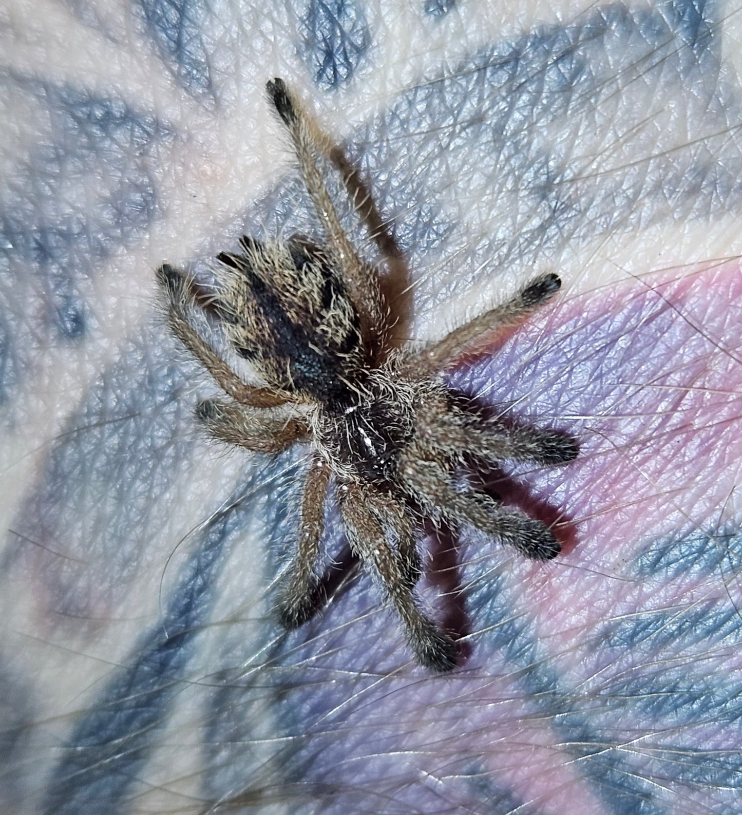 Avicularia merianae | Peruvian pink toe
