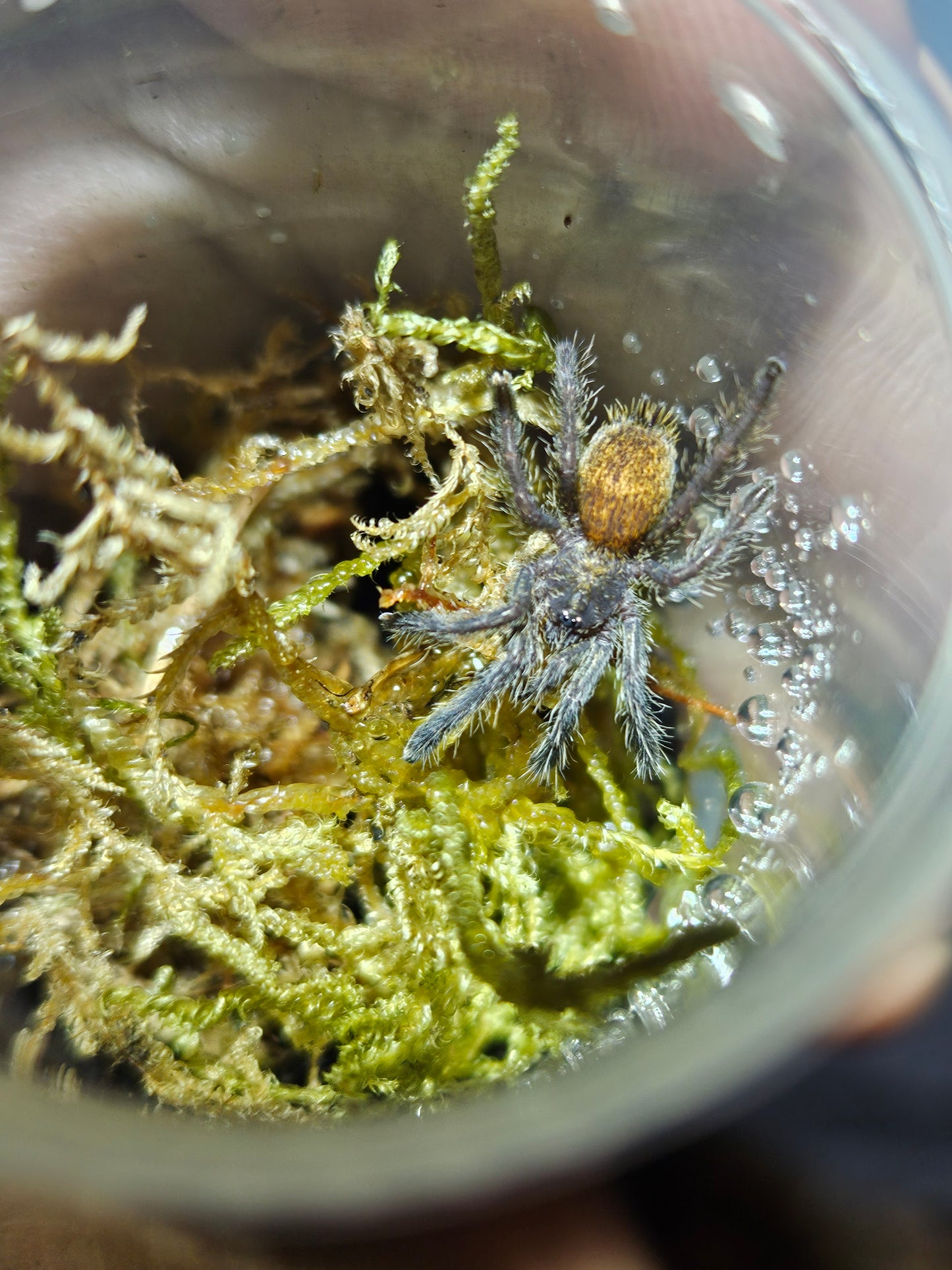 Pterinochilus murinus Usambara | Orange baboon tarantula