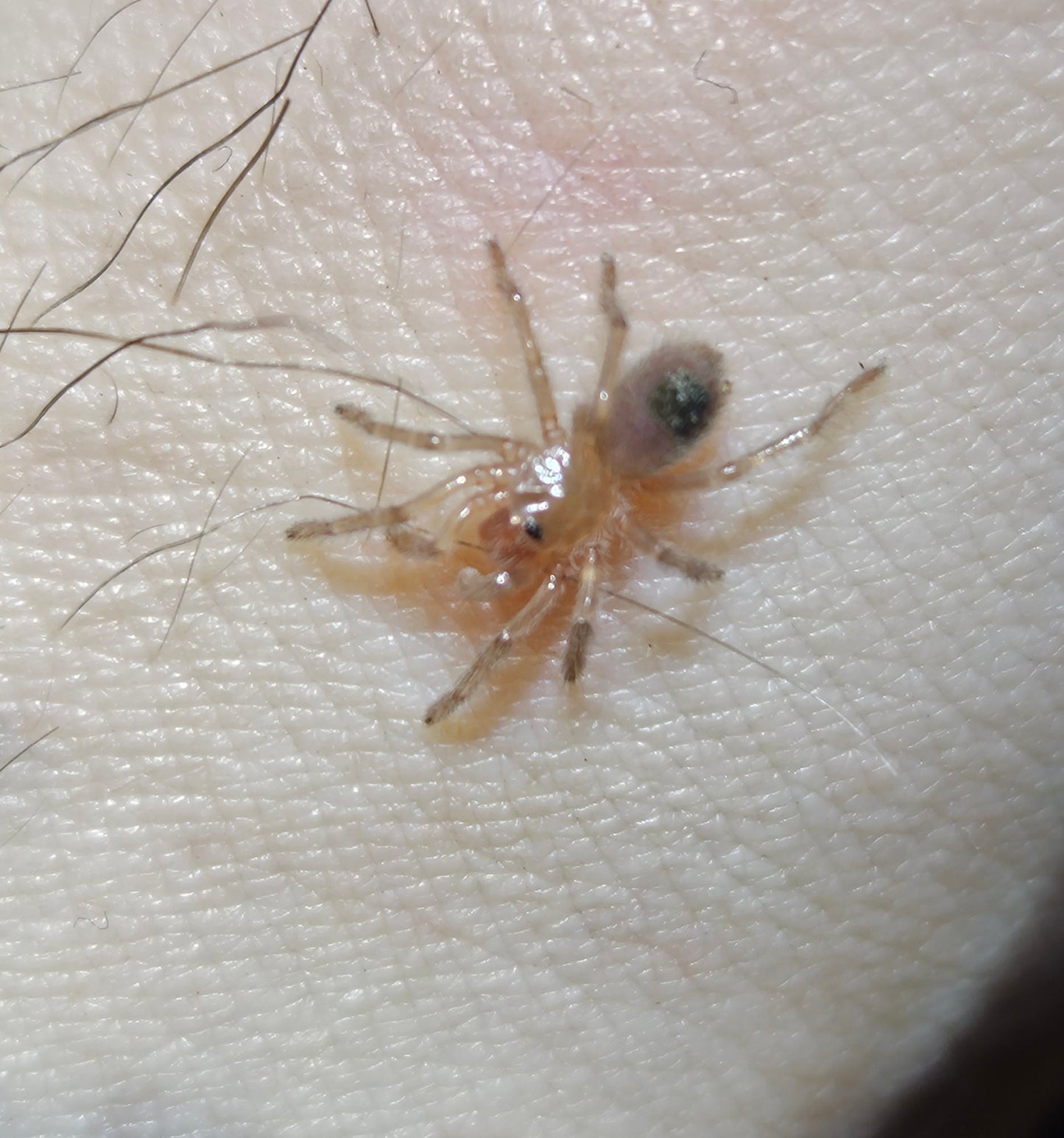 Homoeomma chilense | Chilean Flame Tarantula