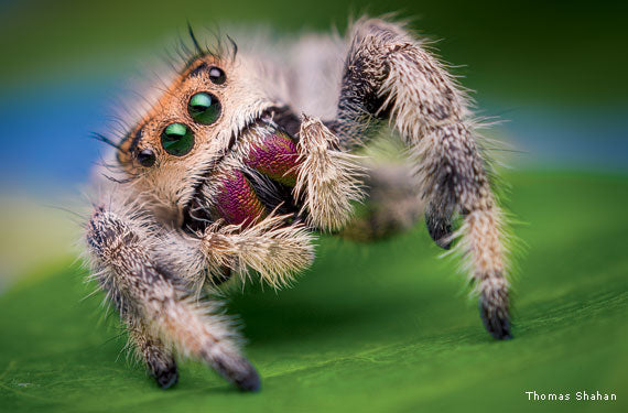 Phidippus regius | Regal Jumping Spider (captive bred)