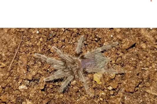 Tliltocatl albopilosus | Curly Hair Tarantula