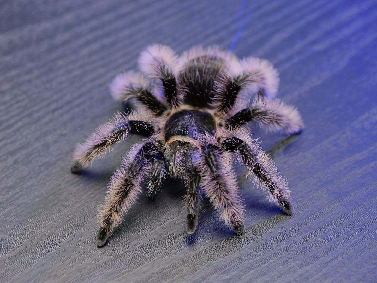 Tliltocatl albopilosus | Curly Hair Tarantula