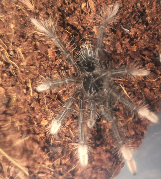 Theraphosa apophysis | Pinkfoot Goliath birdeater tarantula