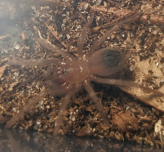 Lasiodora klugi | Bahia Scarlet Birdeater