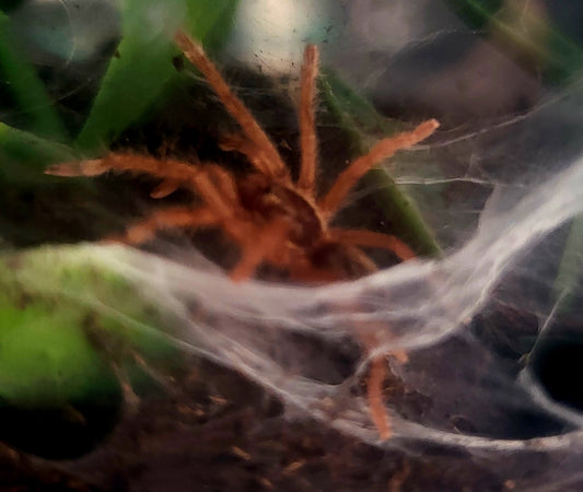 Neoholothele incei (Gold) | Trinidad Gold Tarantula