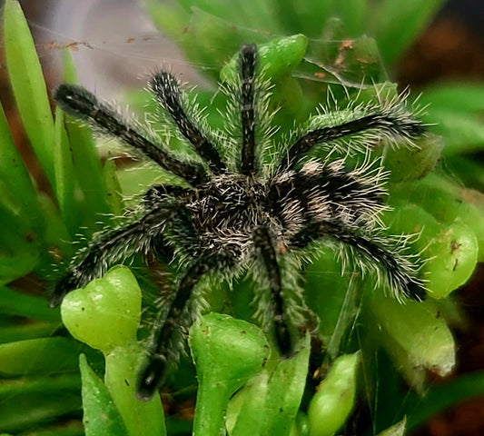 Avicularia purpurea | Purple Pink Toe