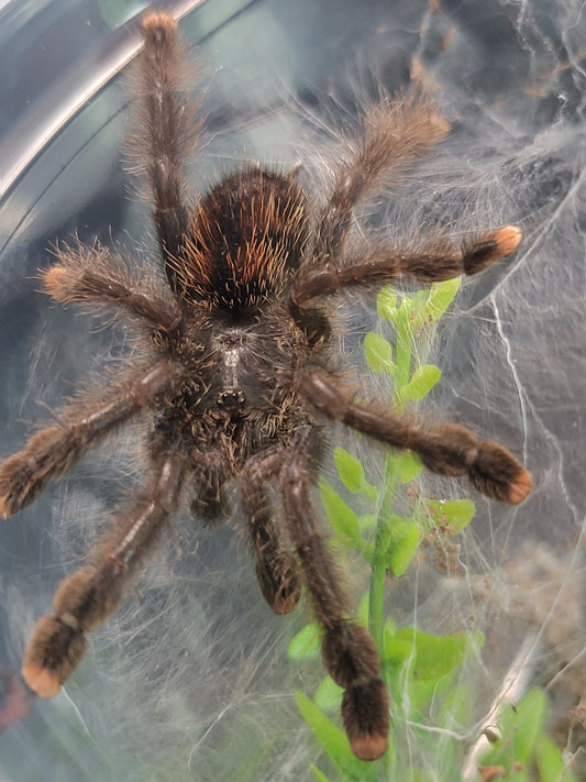 Avicularia avicularia | Pink Toe