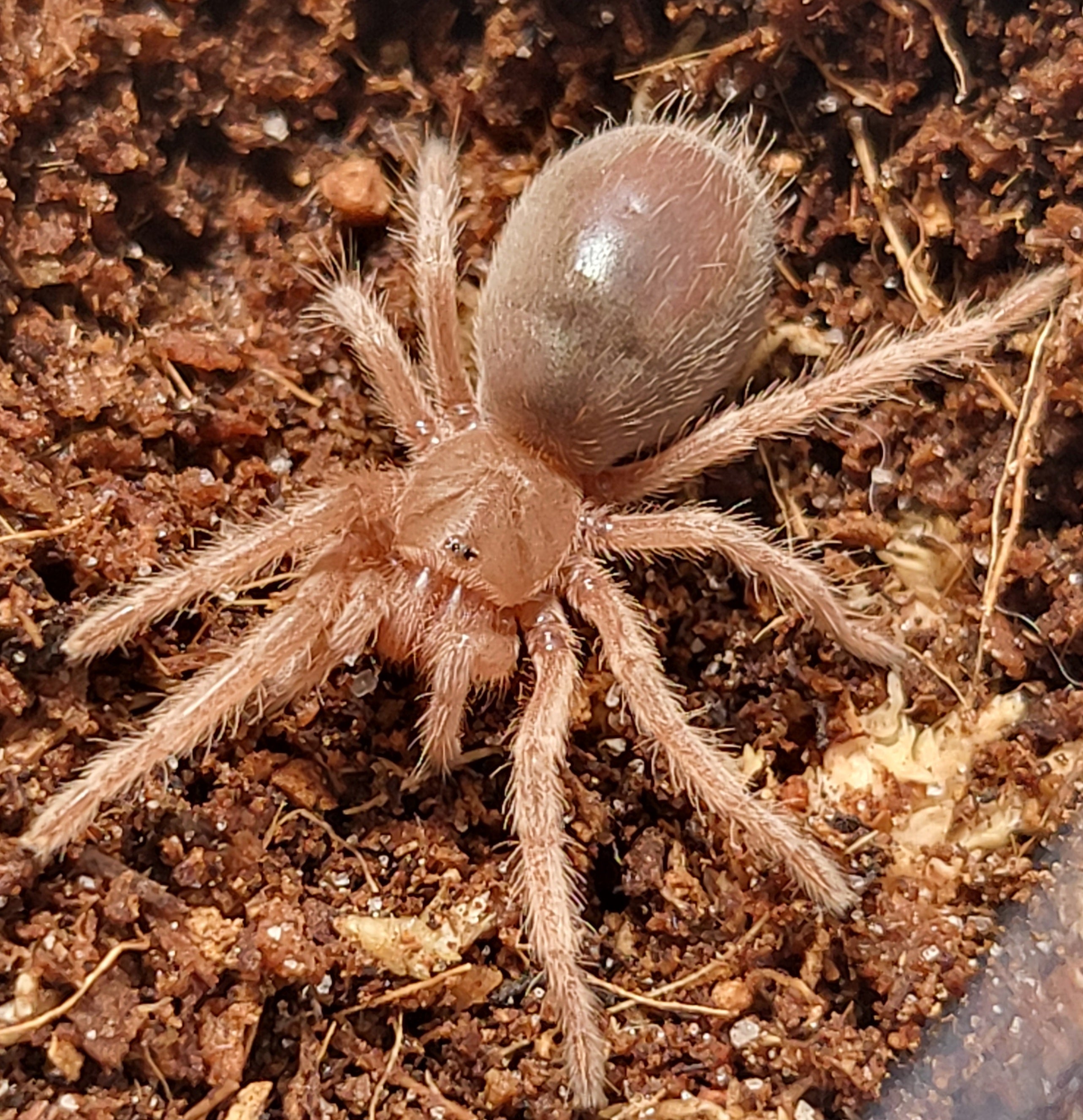 Grammostola rosea RCF | Chilean rose hair – Cory's Creatures