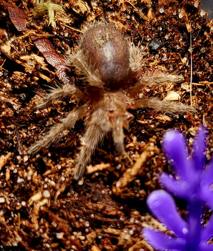Grammostola cf pulchra | Brazilian black
