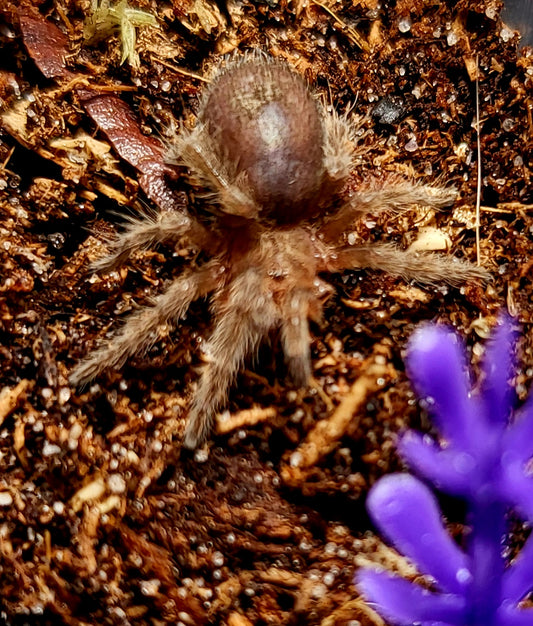 Grammostola cf pulchra | Brazilian black