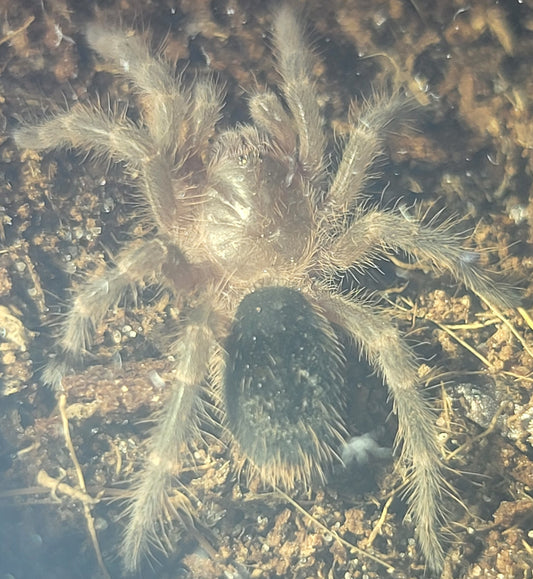 Grammostola pulchripes | Chaco golden knee