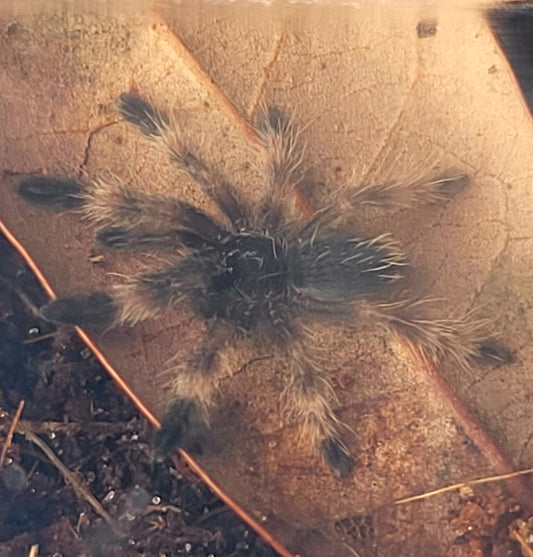 Psalmopoeus victori | Mexican half & half/Darth Maul