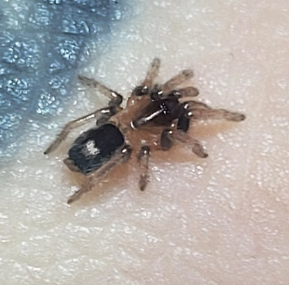 Cyriocosmus elegans | Trinidad Dwarf